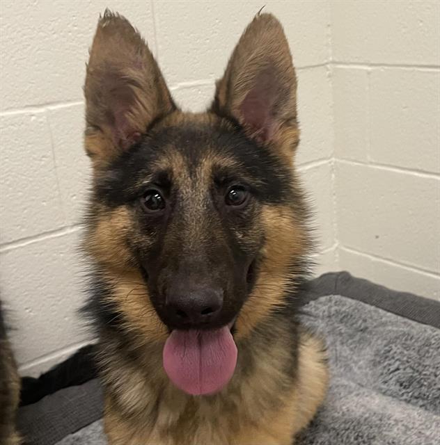 Enlarge DUCKY, a Adoptable German Shepherd Dog in Auburn, CA image 1/1