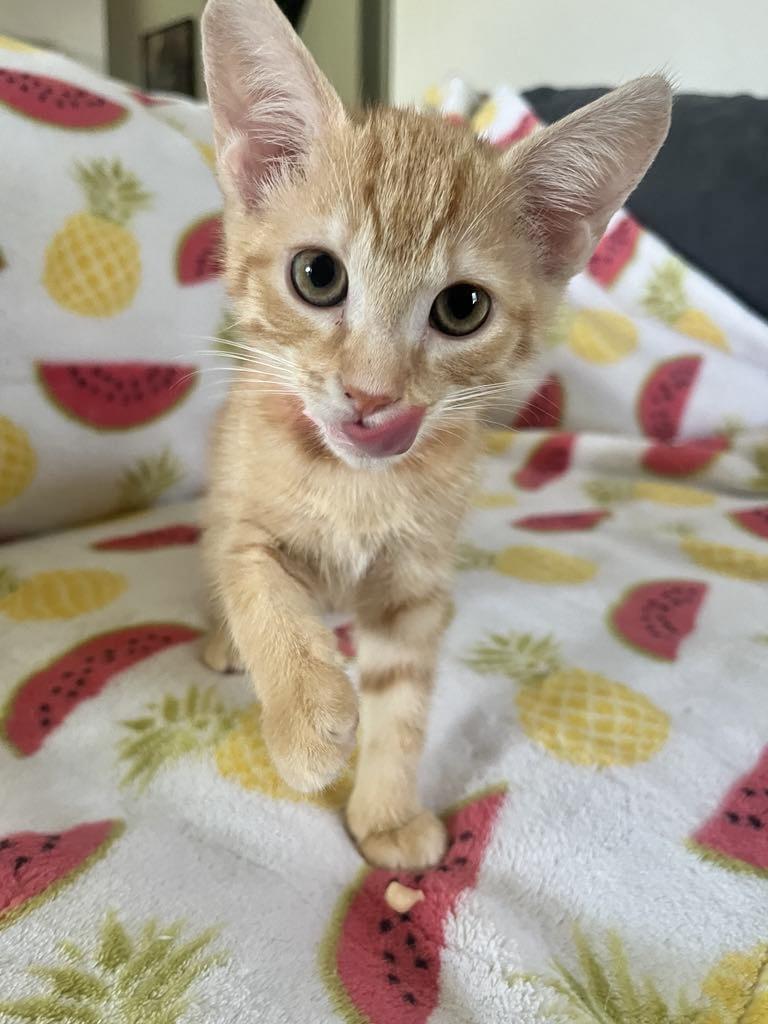 Fiadh, Baby Female Tabby