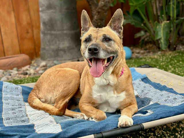 Enlarge HONEY, a Adoptable mixed breed in Carlsbad, CA image 1/1