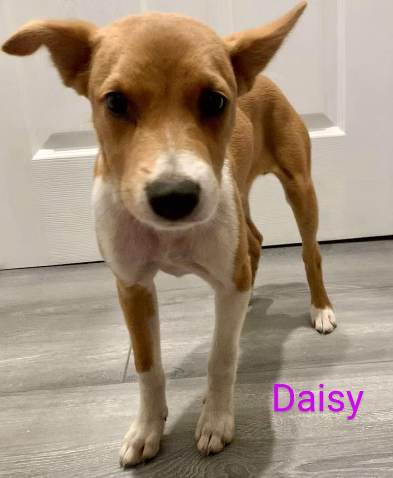 Daisy - in Maine