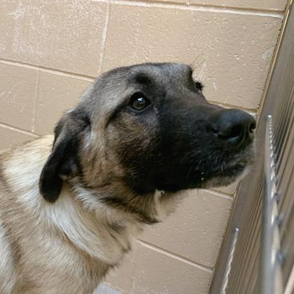 Enlarge Jingle, a Adoptable mixed breed in Madison, WI image 1/3
