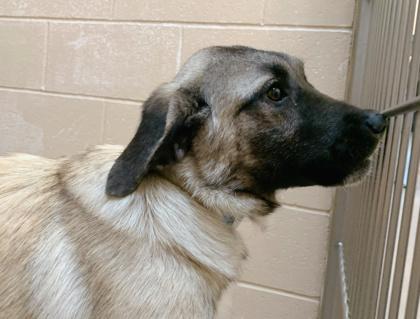 Enlarge Jingle, a Adoptable mixed breed in Madison, WI image 2/3