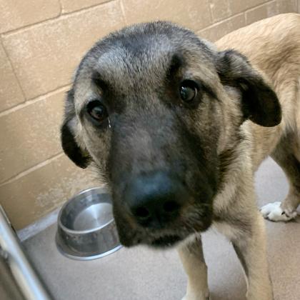 Enlarge Jingle, a Adoptable mixed breed in Madison, WI image 3/3