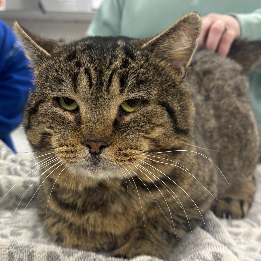 Dumpling, Adoptable, Adult Male Domestic Short Hair.