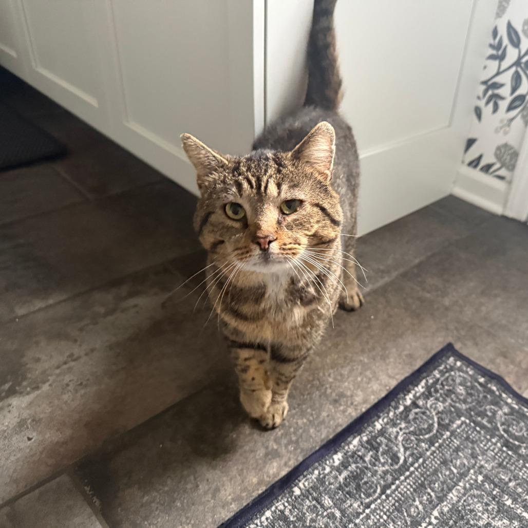 Enlarge Dumpling, a Adoptable Domestic Short Hair in Indianapolis, IN image 2/2