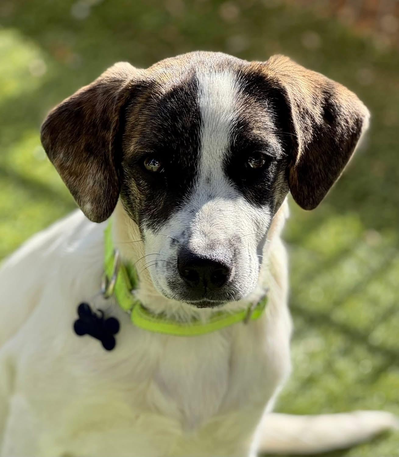 Enlarge Keith Urban, a ADOPTABLE mixed breed in Southlake, TX image 2/6