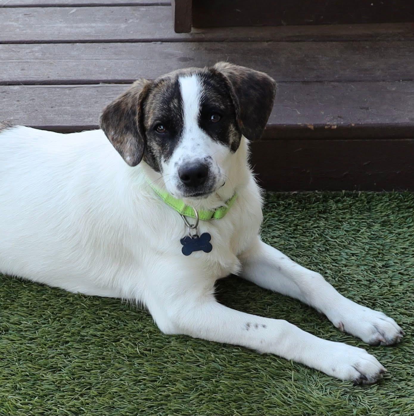 Enlarge Keith Urban, a ADOPTABLE mixed breed in Southlake, TX image 3/6