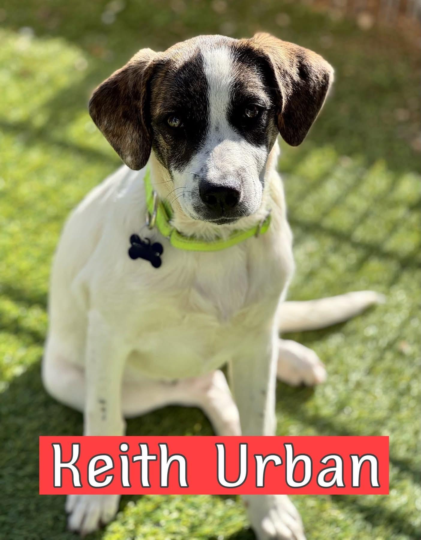 Keith Urban, ADOPTABLE, Young Male Labrador Retriever & Australian Cattle Dog / Blue Heeler.