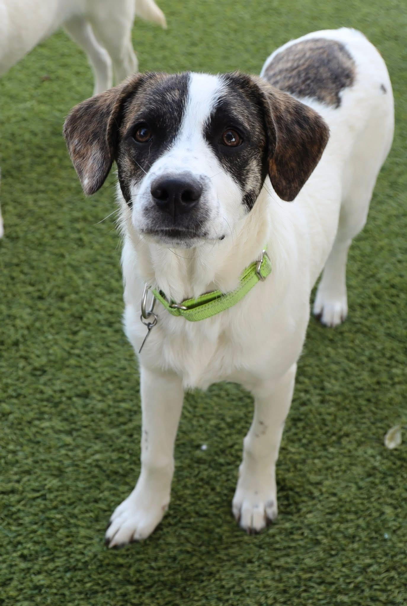 Enlarge Keith Urban, a ADOPTABLE mixed breed in Southlake, TX image 4/6