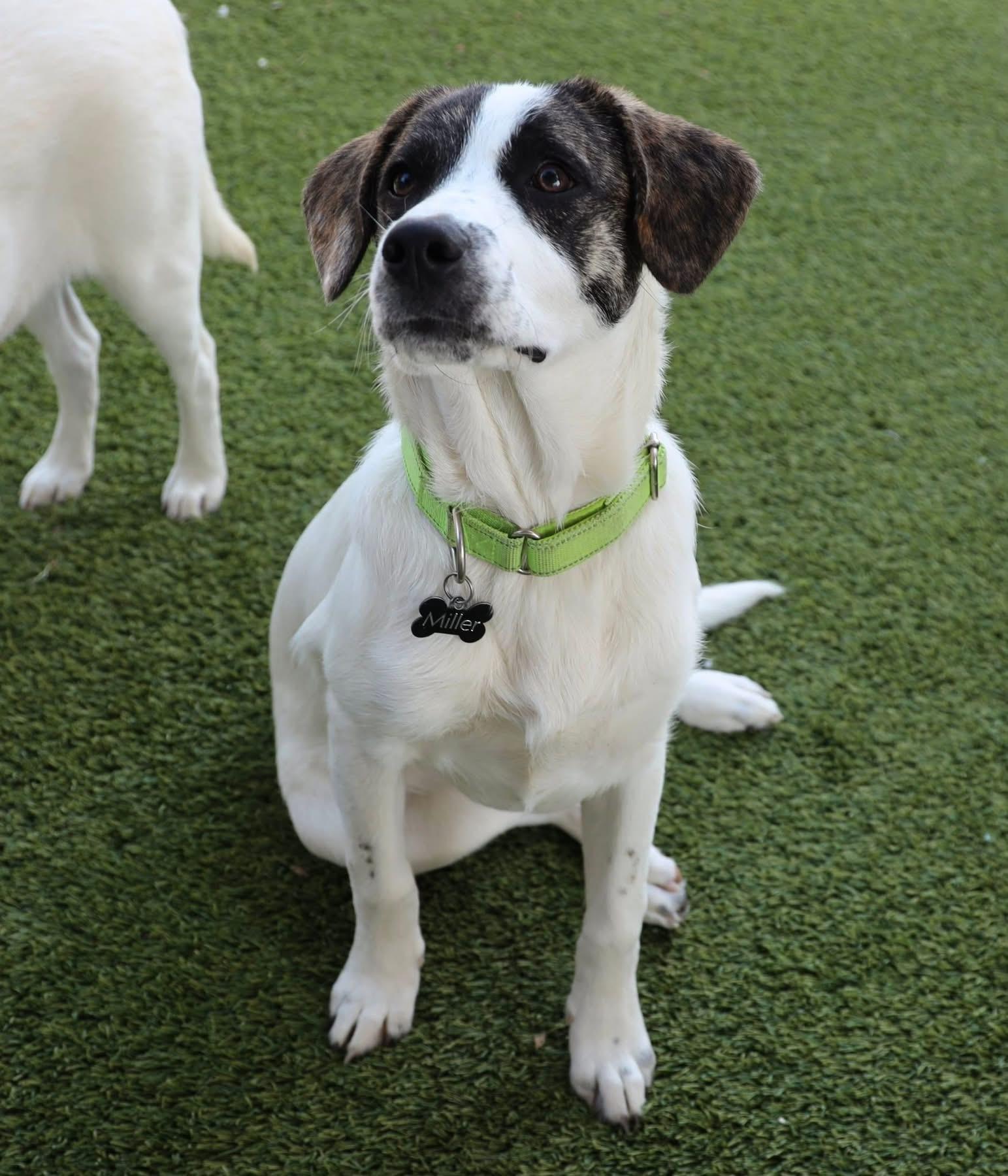 Enlarge Keith Urban, a ADOPTABLE mixed breed in Southlake, TX image 6/6