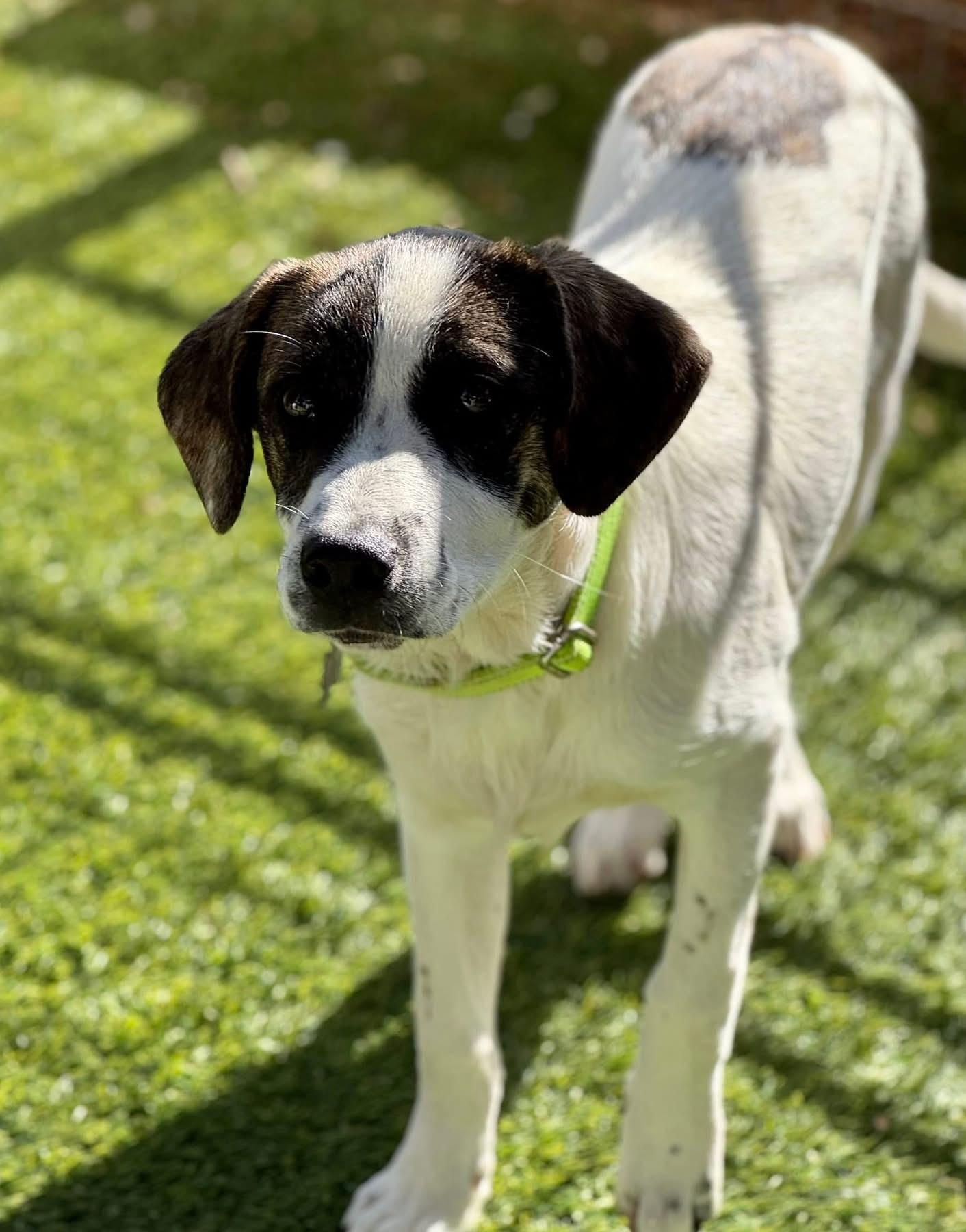 Enlarge Keith Urban, a ADOPTABLE mixed breed in Southlake, TX image 1/6
