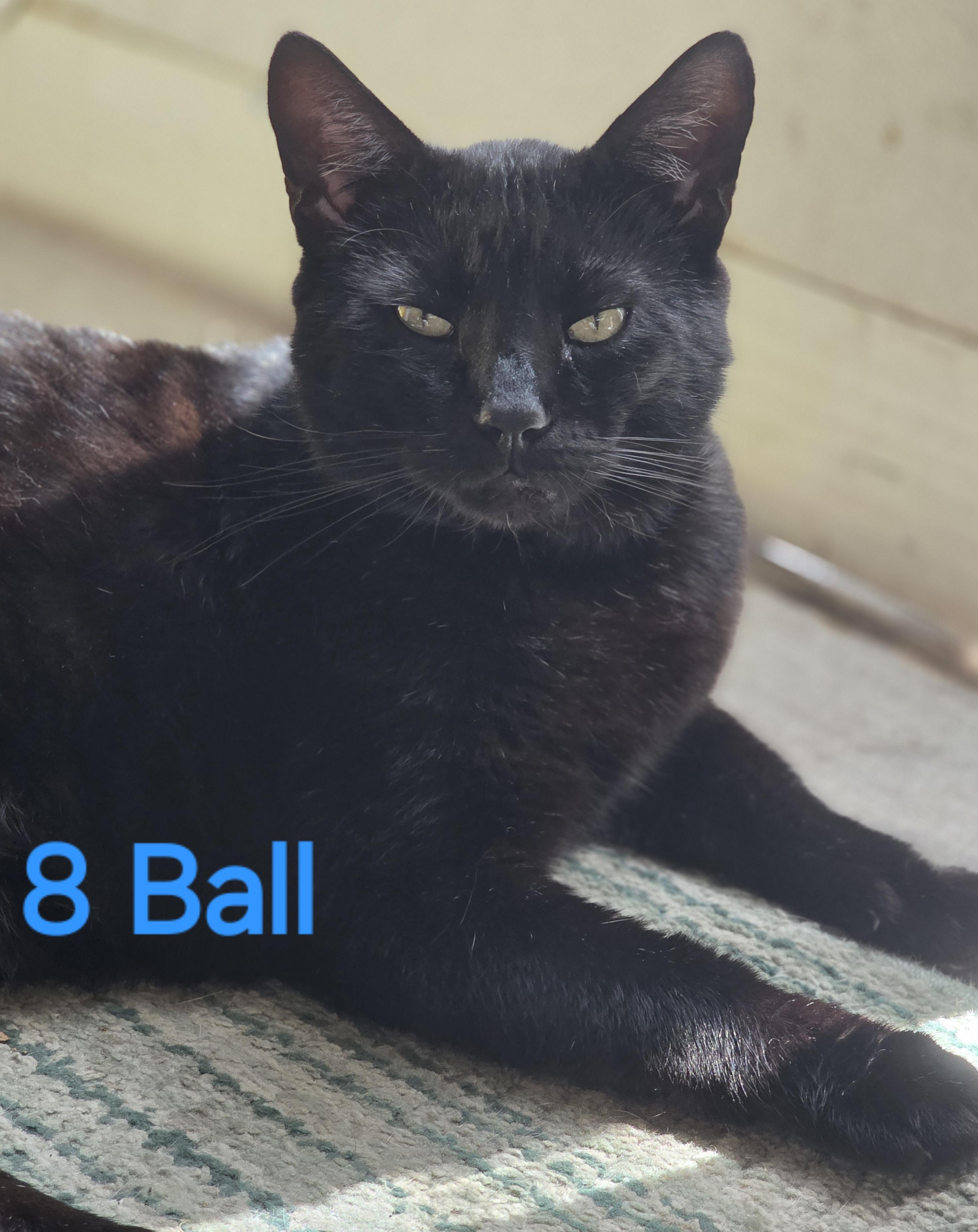 8 Ball, Adoptable, Adult Male American Shorthair.
