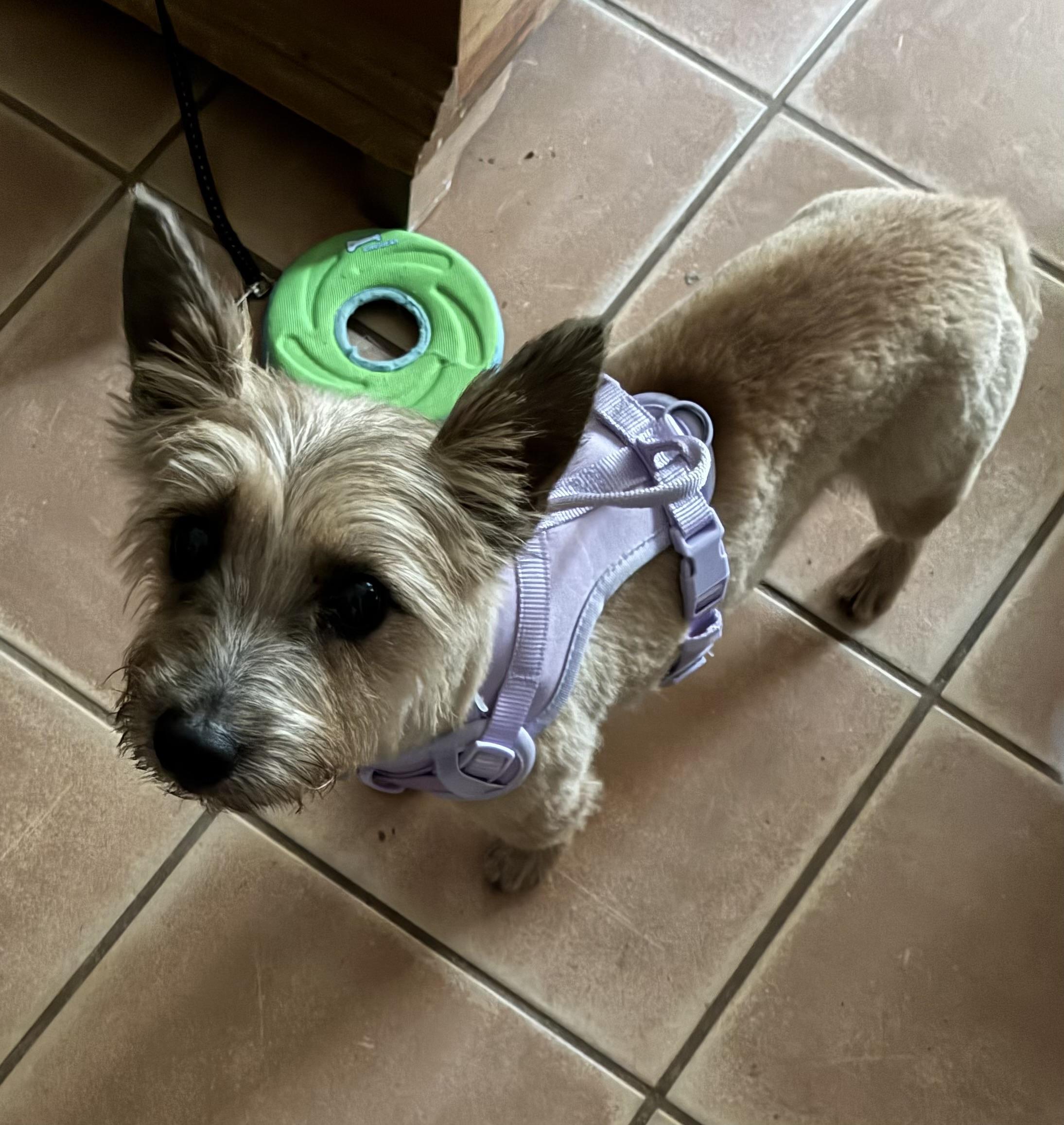 Enlarge Violet, a Adoptable Cairn Terrier in Austin, TX image 2/5