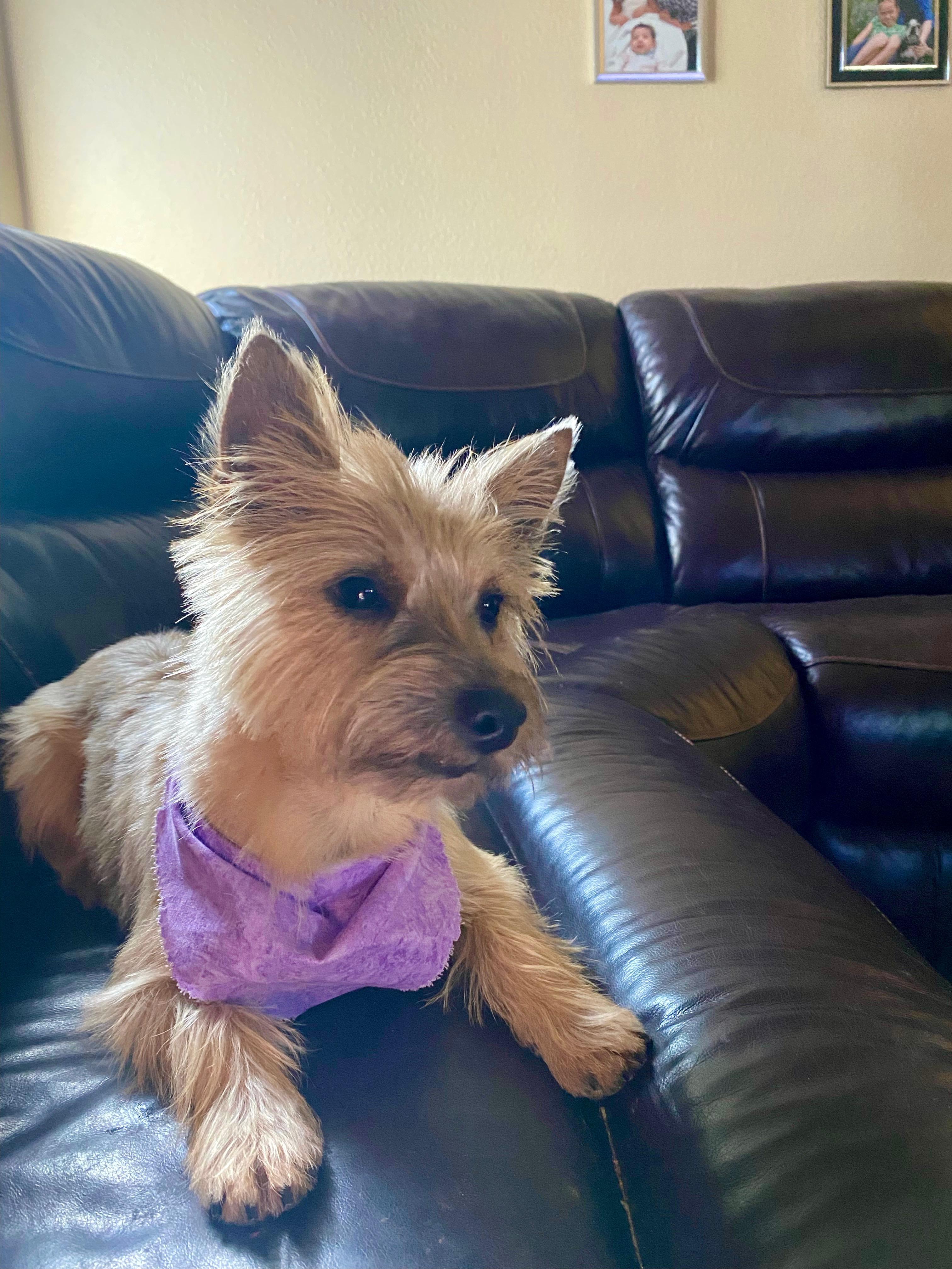 Enlarge Violet, a Adoptable Cairn Terrier in Austin, TX image 1/5