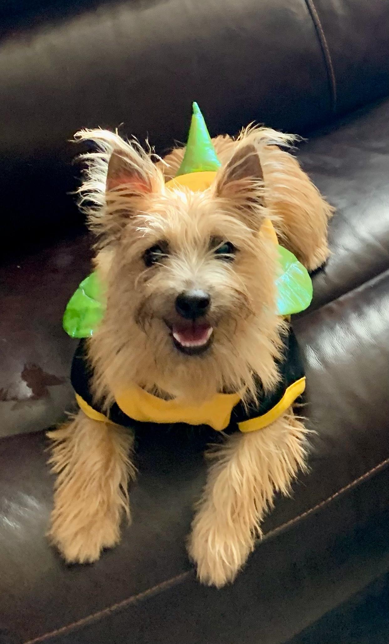 Enlarge Violet, a Adoptable Cairn Terrier in Austin, TX image 4/5
