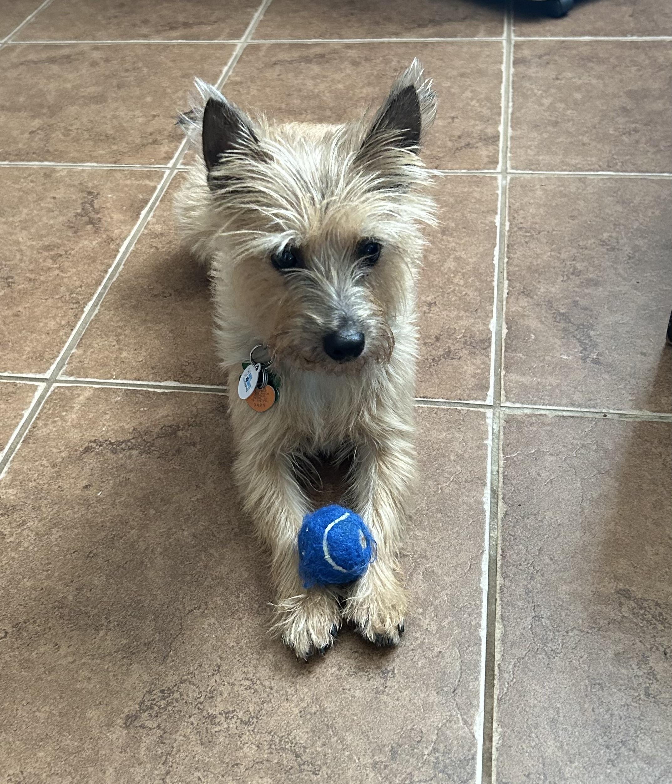 Violet, Adoptable, Adult Female Cairn Terrier.