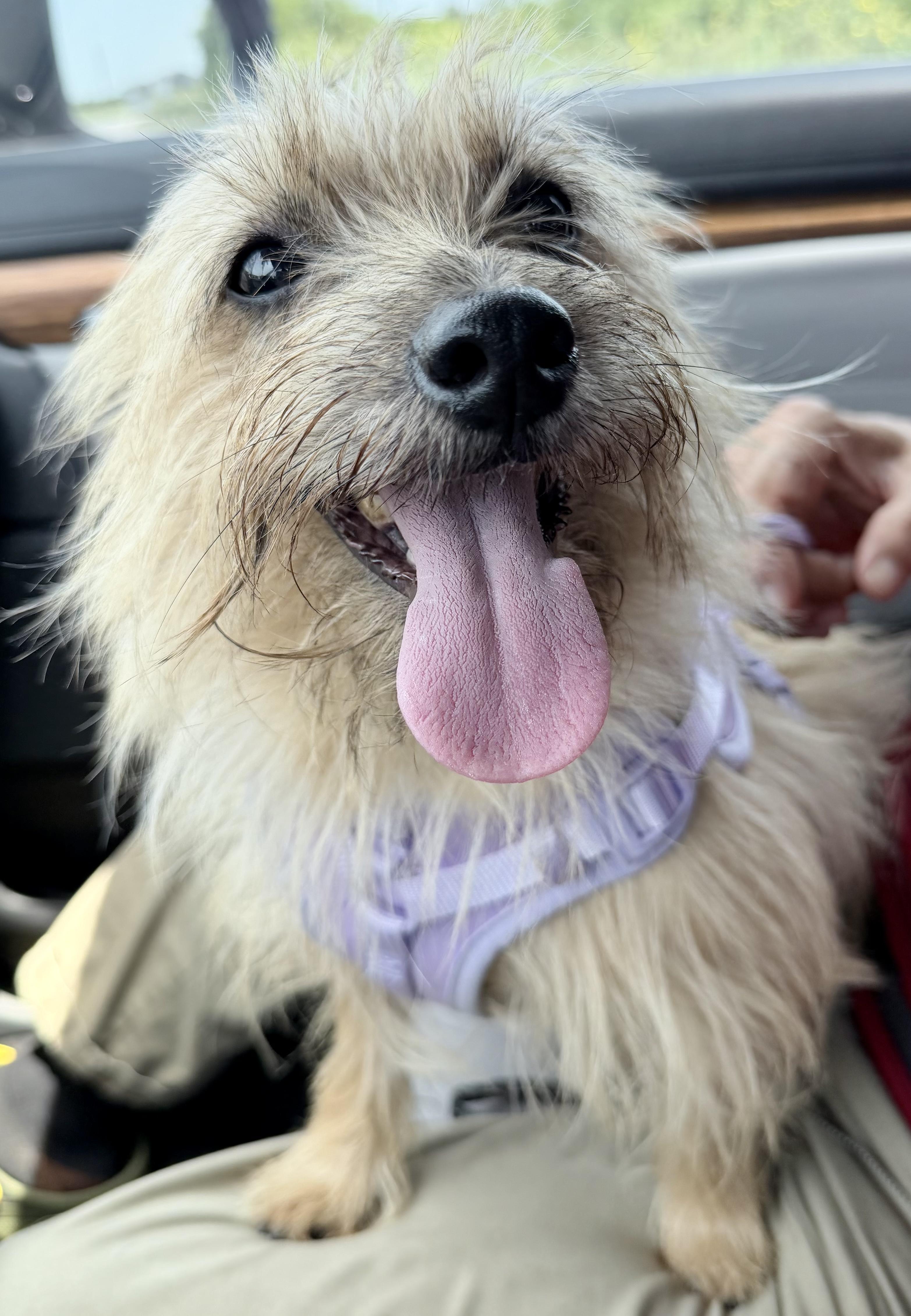 Enlarge Violet, a Adoptable Cairn Terrier in Austin, TX image 5/5