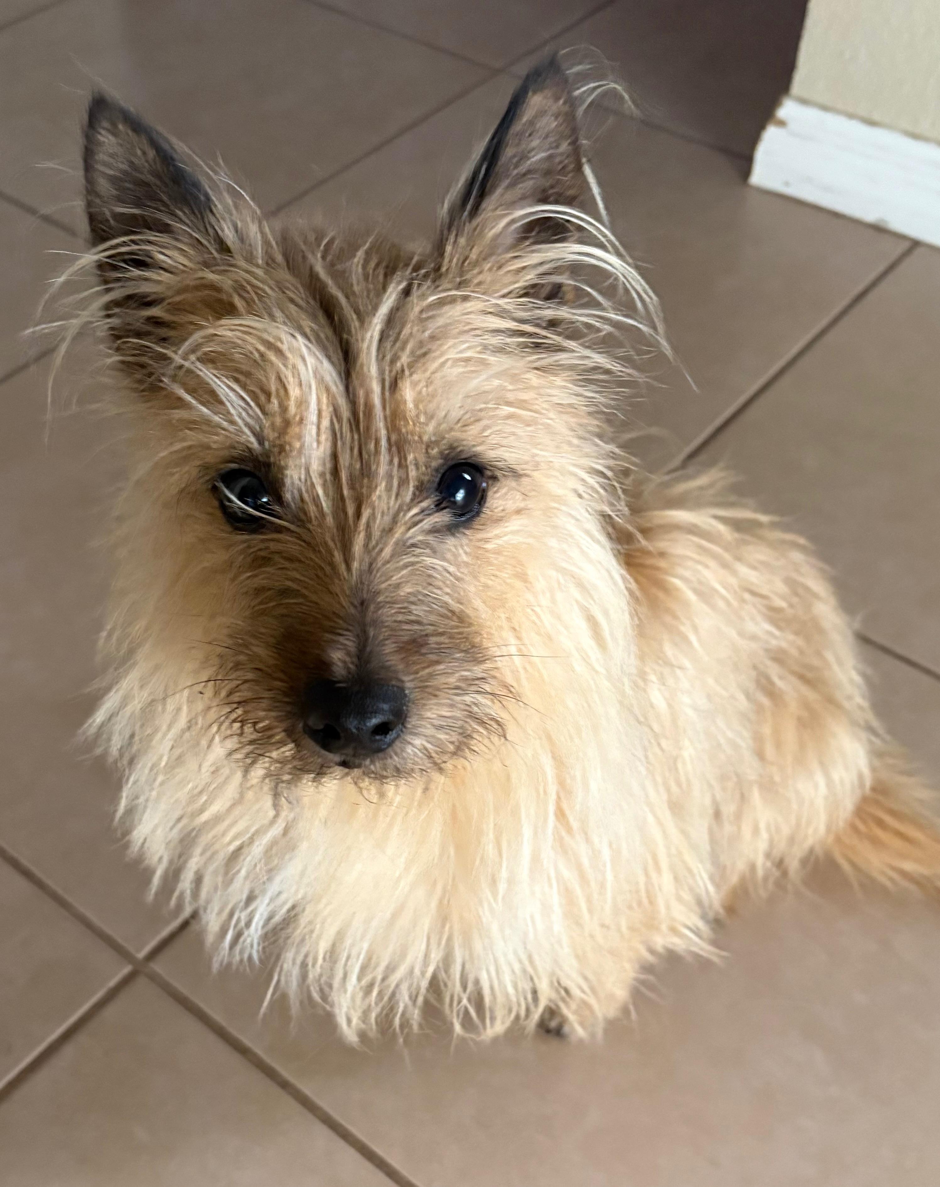 Enlarge Violet, a Adoptable Cairn Terrier in Austin, TX image 3/5