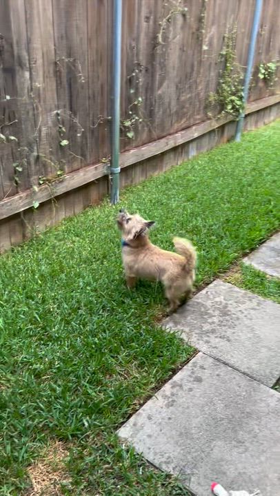 Enlarge Violet, a Adoptable Cairn Terrier in Austin, TX video 3/5