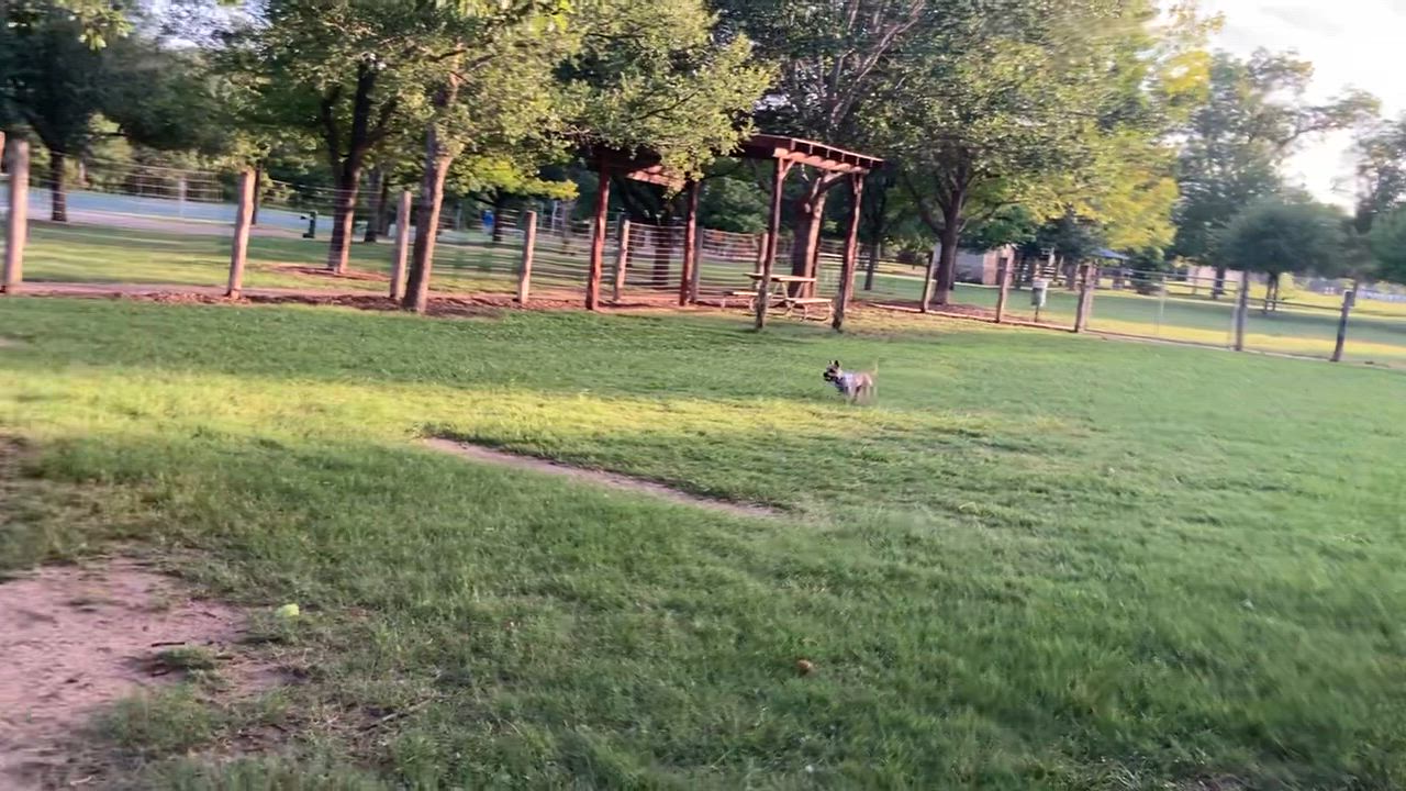 Enlarge Violet, a Adoptable Cairn Terrier in Austin, TX video 5/5