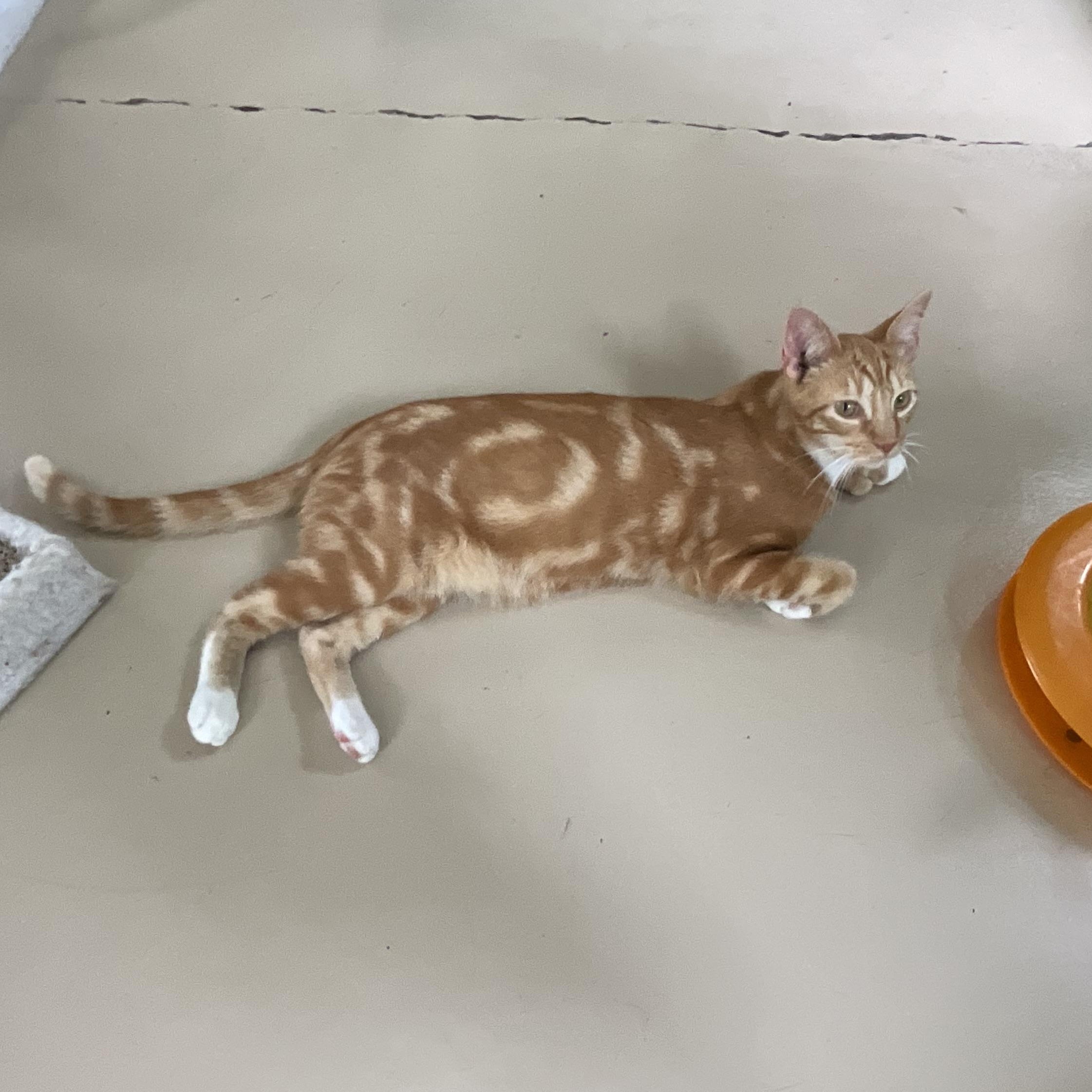 Lex, Adoptable, Young Male Domestic Short Hair & Tabby.