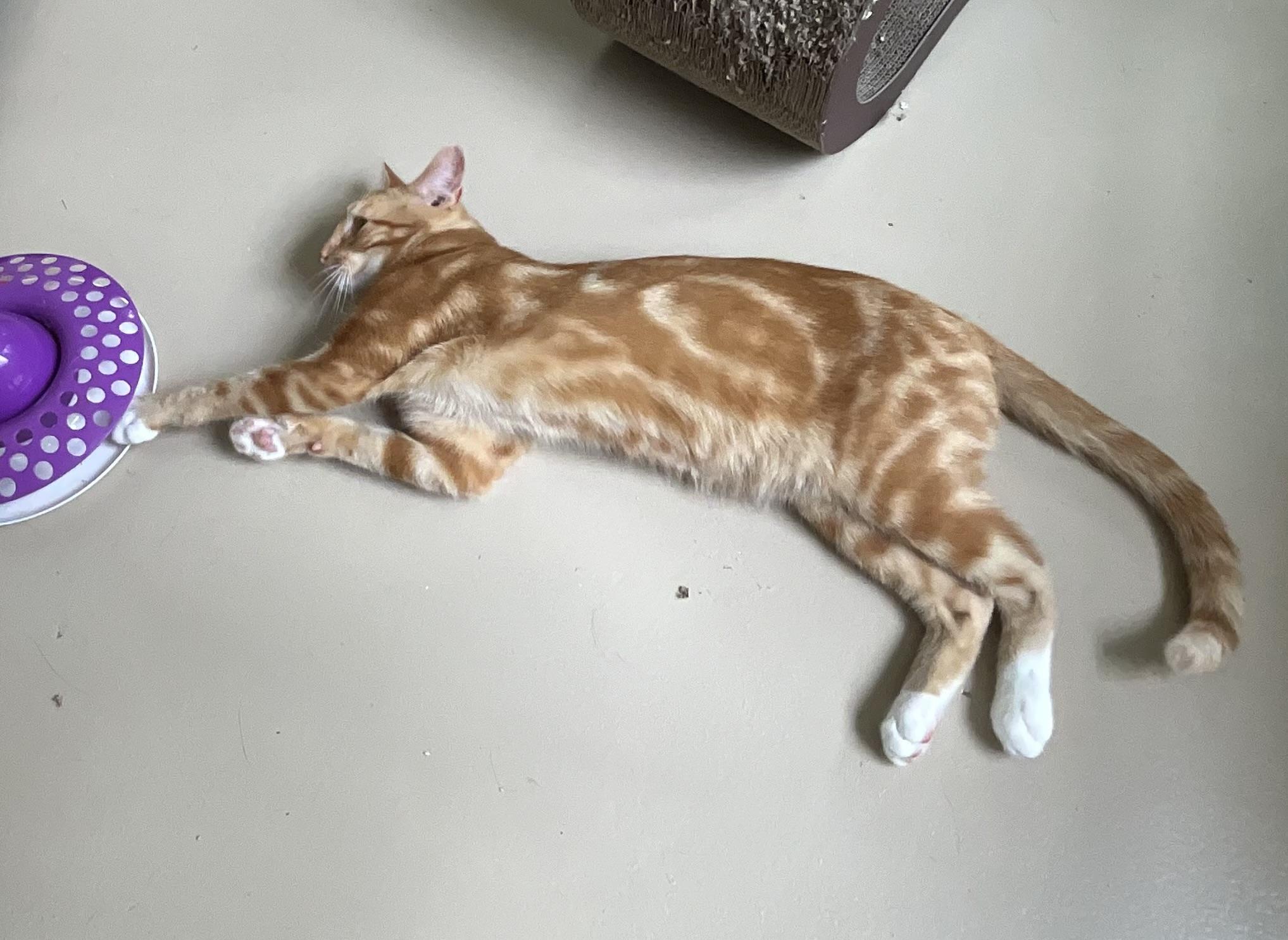 Lex, a Adoptable mixed breed in Avonmore, PA image 2/2