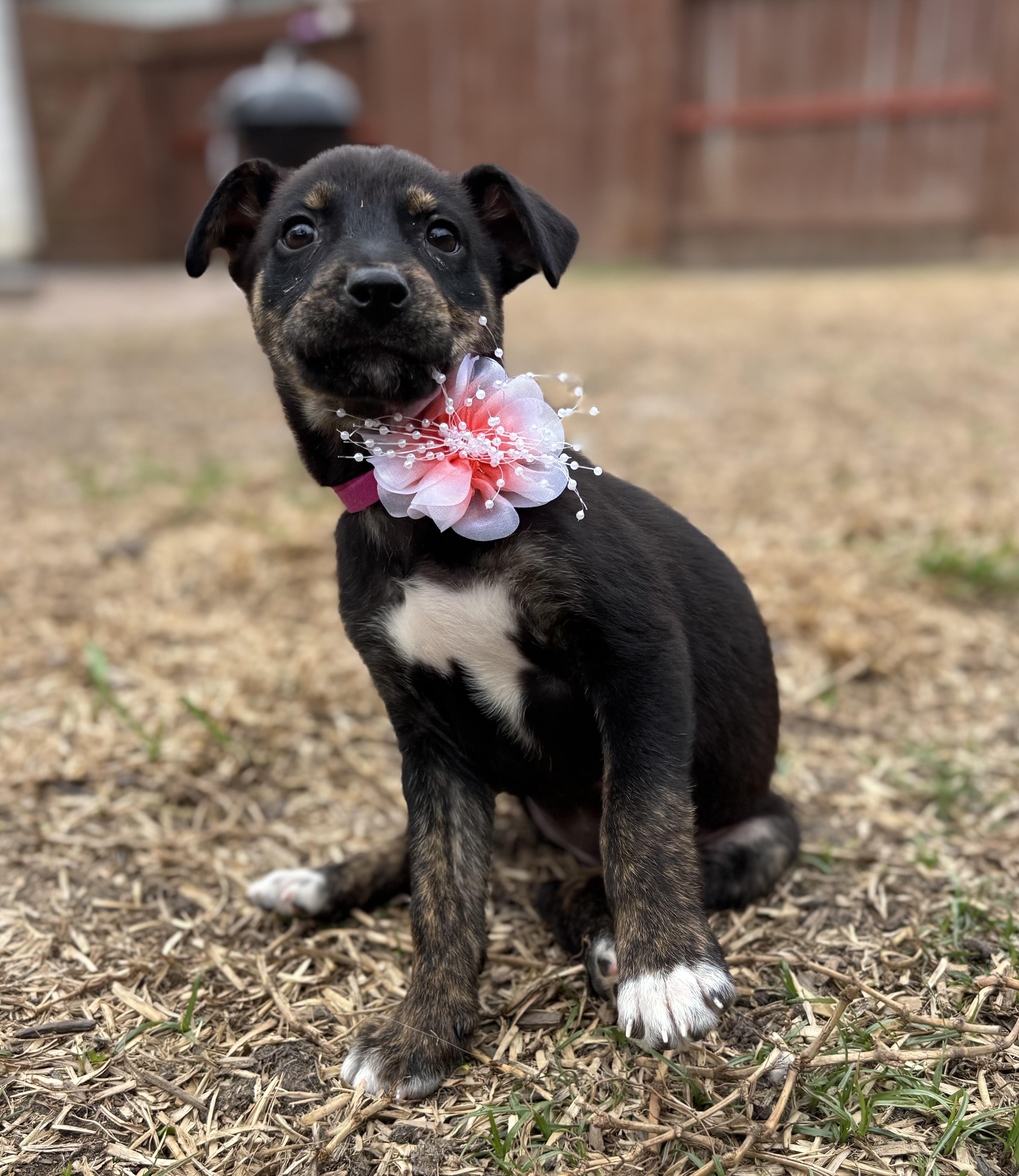 Capella Galaxy — thumbnail 3