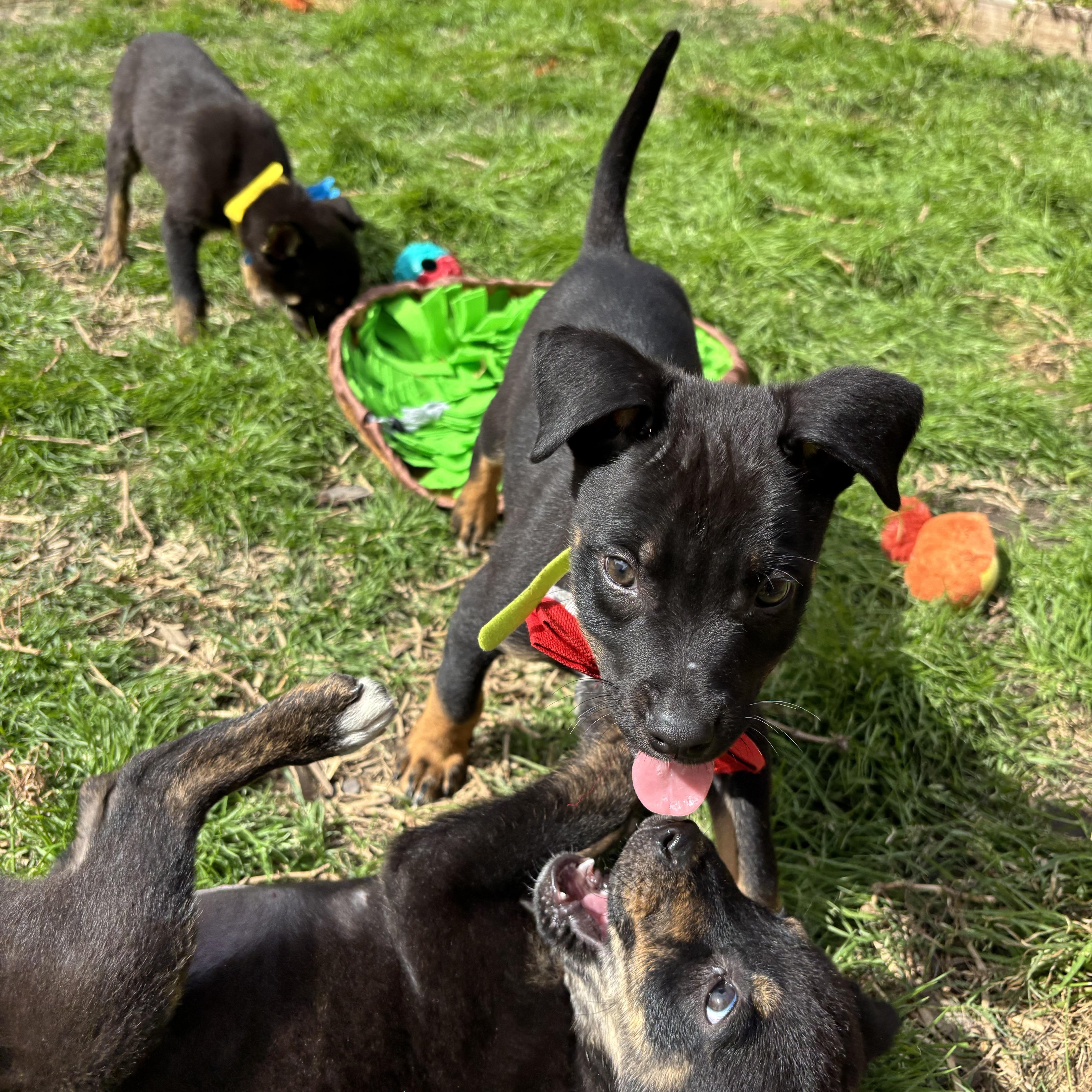 Capella Galaxy — thumbnail 4