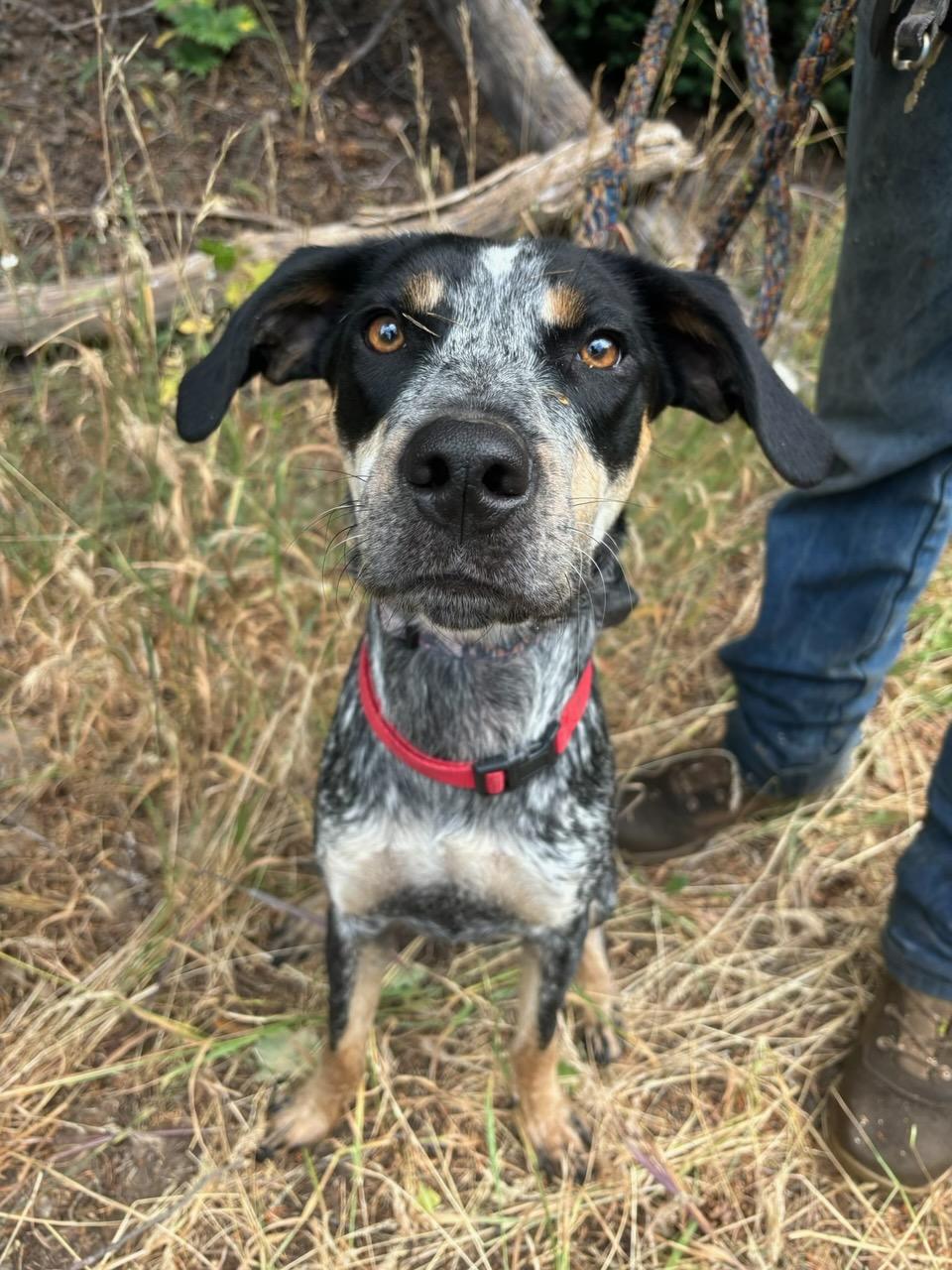 Roscoe - Courtesy Listing see info, a Adoptable mixed breed in Polson, MT image 1/2