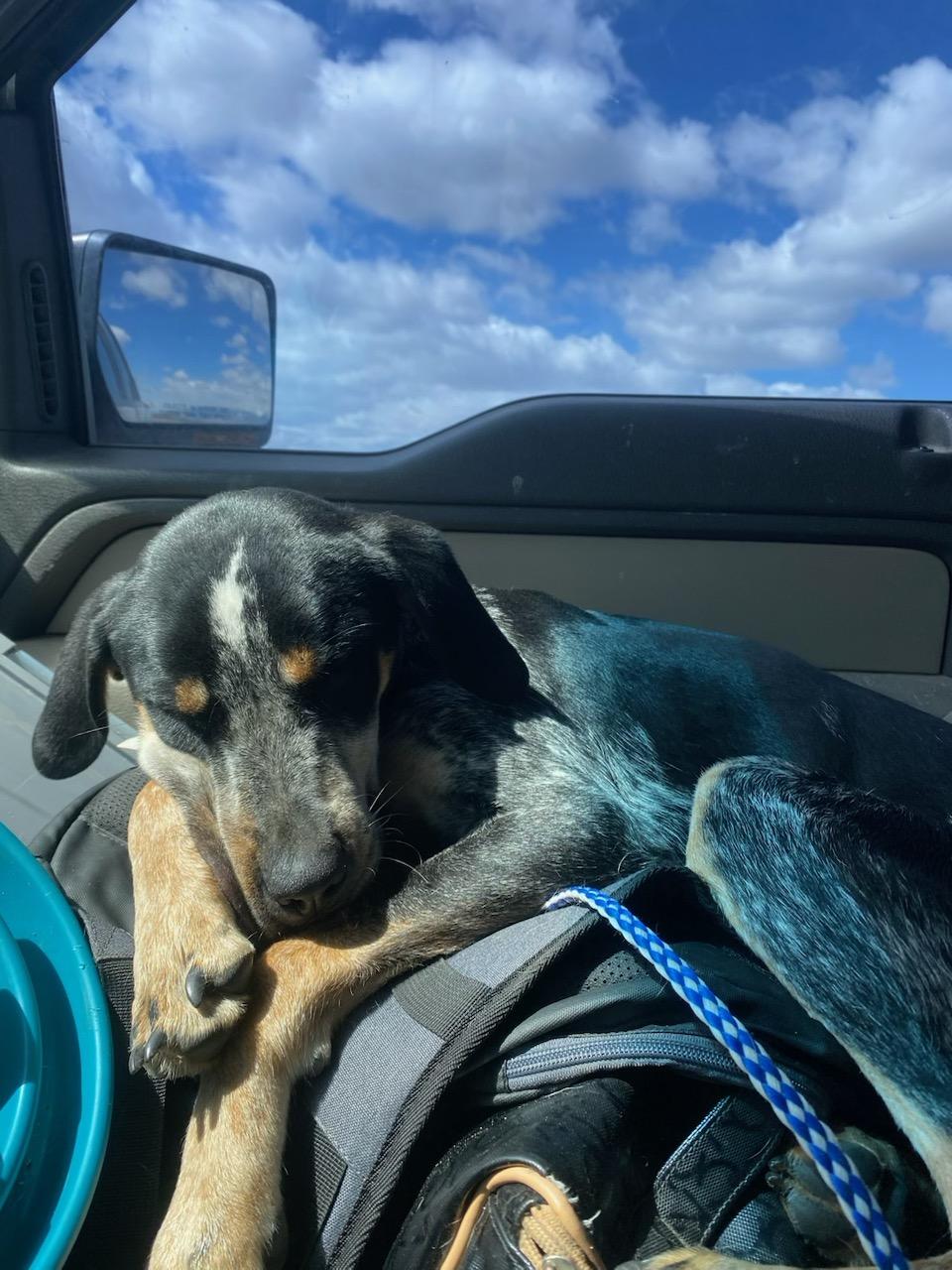 Roscoe - Courtesy Listing see info, a Adoptable mixed breed in Polson, MT image 2/2