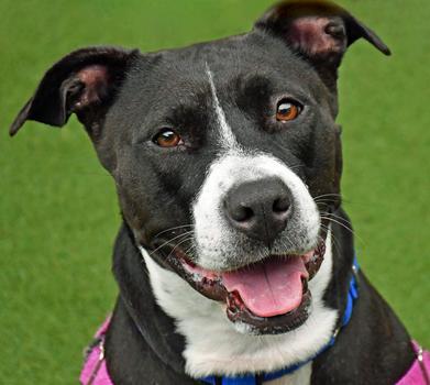 Enlarge Buffy, a Adoptable mixed breed in Cleveland, OH image 1/3