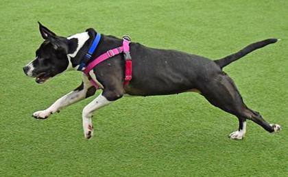 Enlarge Buffy, a Adoptable mixed breed in Cleveland, OH image 2/3