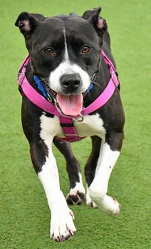 Enlarge Buffy, a Adoptable mixed breed in Cleveland, OH image 3/3