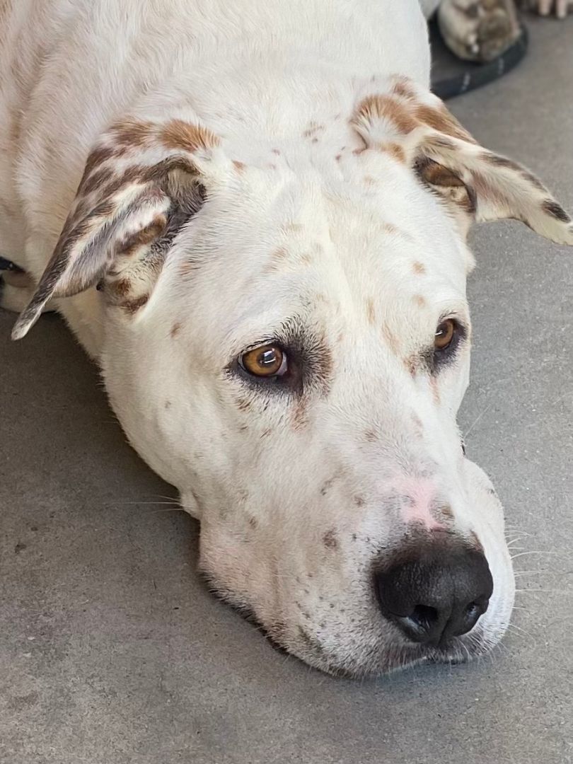 Snickers (Deaf), an adoptable Dalmatian in Pueblo, CO, 81001 | Photo Image 2