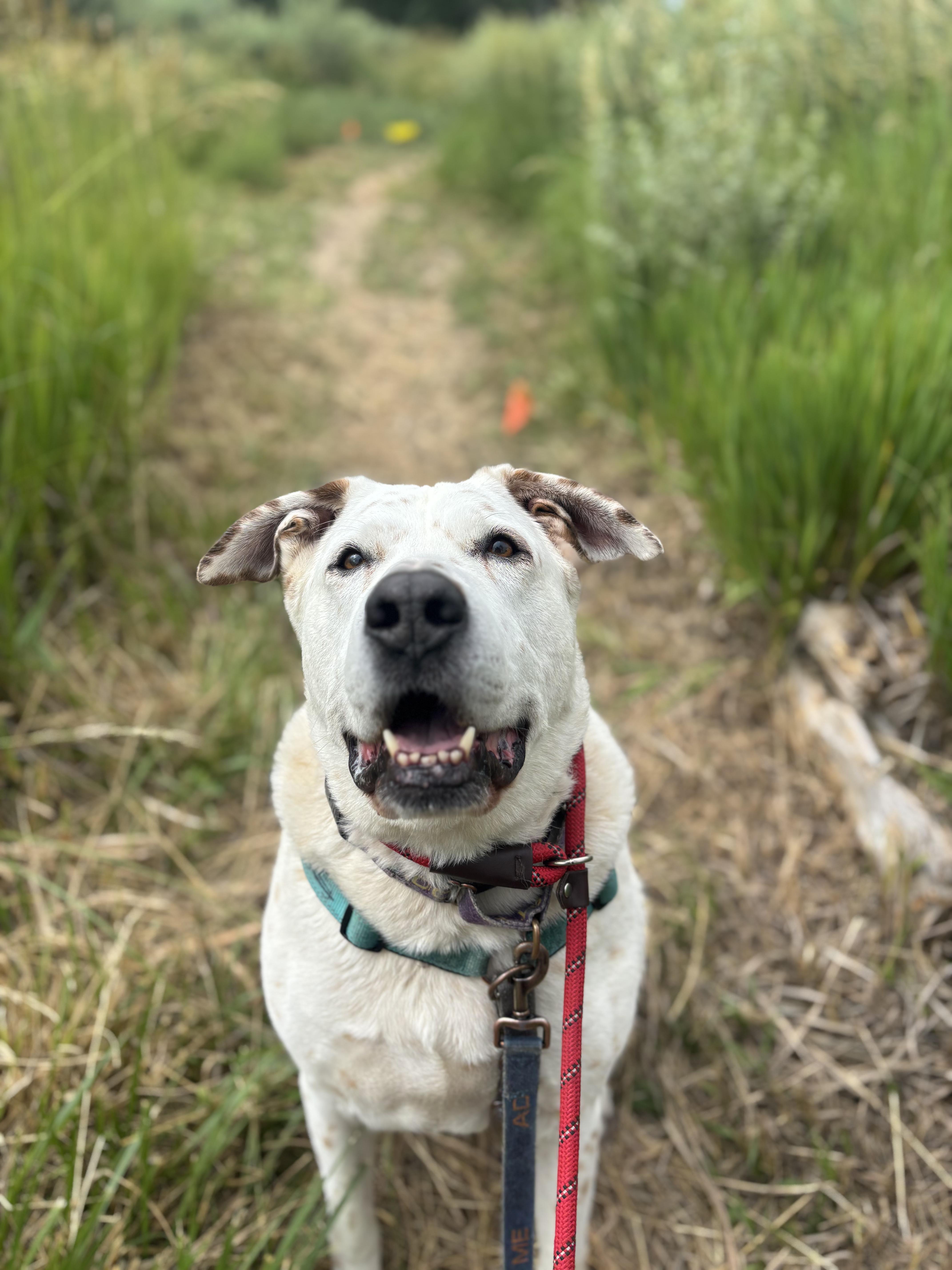 Snickers (Deaf), an adoptable Dalmatian in Pueblo, CO, 81001 | Photo Image 1