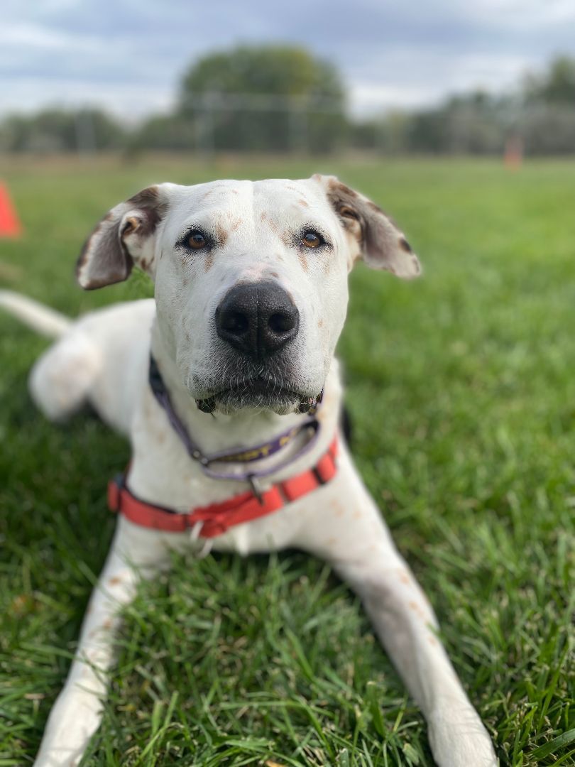 Snickers (Deaf), an adoptable Dalmatian in Pueblo, CO, 81001 | Photo Image 4