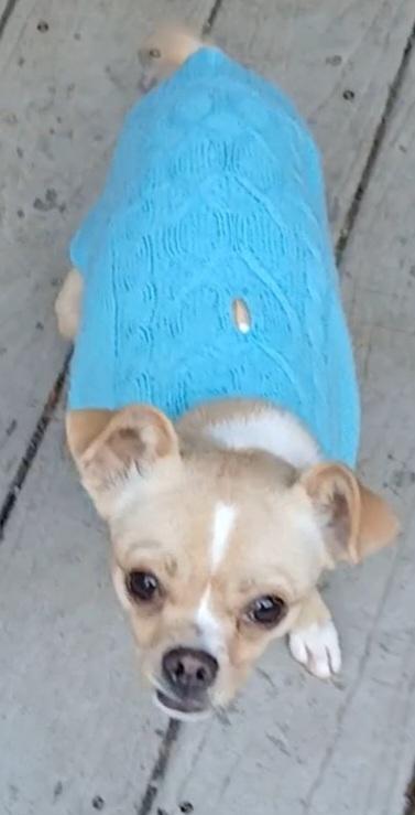 Enlarge Tinker Belle, a ADOPTABLE mixed breed in Gardiner, NY image 3/5