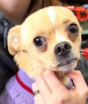 Enlarge Tinker Belle, a ADOPTABLE mixed breed in Gardiner, NY image 1/5