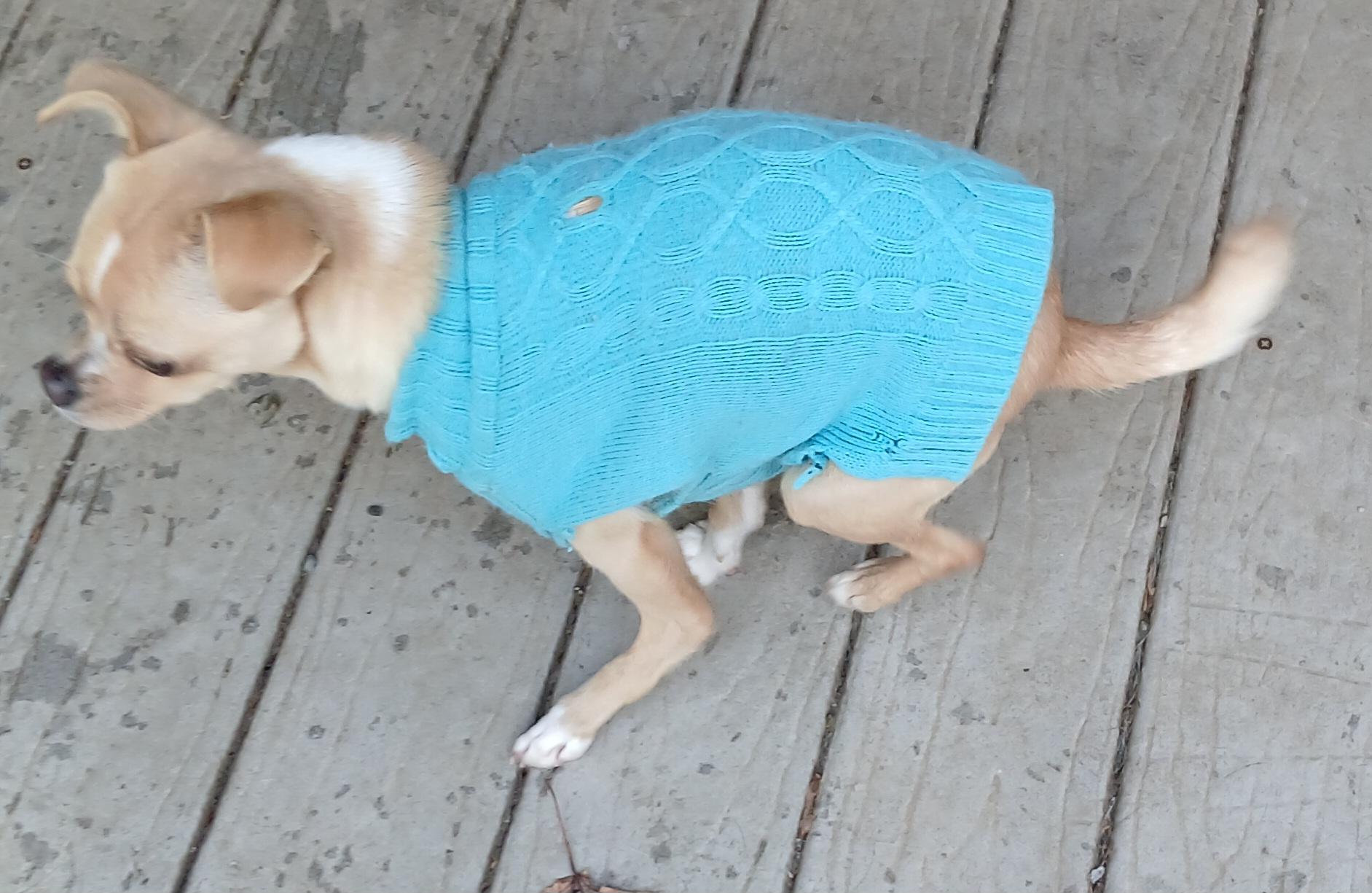 Enlarge Tinker Belle, a ADOPTABLE mixed breed in Gardiner, NY image 4/5