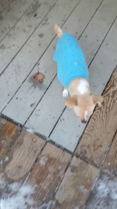 Enlarge Tinker Belle, a ADOPTABLE mixed breed in Gardiner, NY video 5/5