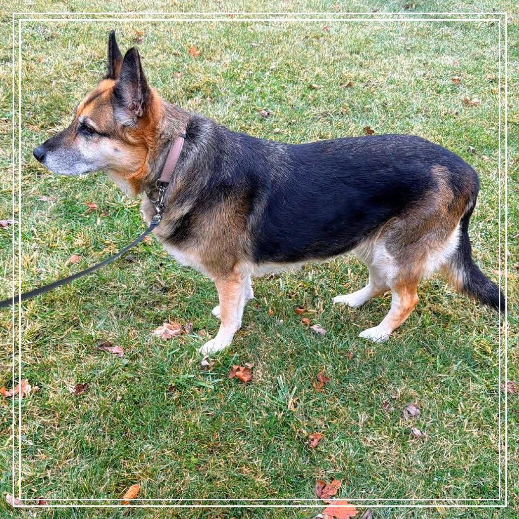 Nila, Adoptable, Senior Female German Shepherd Dog.