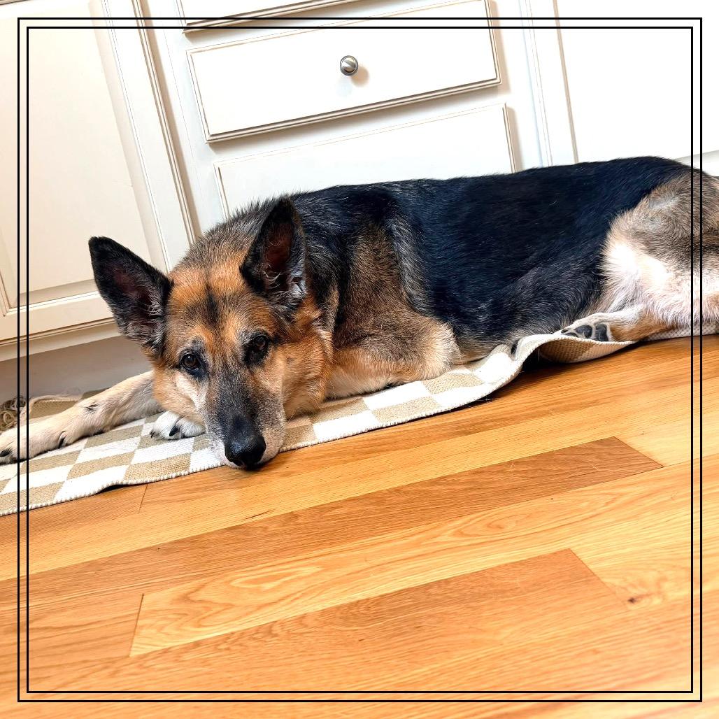 Enlarge Nila, a Adoptable German Shepherd Dog in Monroe, MI image 3/6