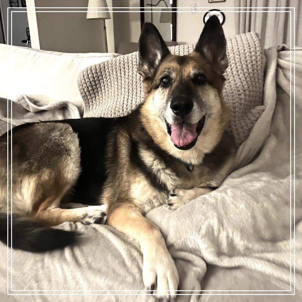 Enlarge Nila, a Adoptable German Shepherd Dog in Monroe, MI image 4/6