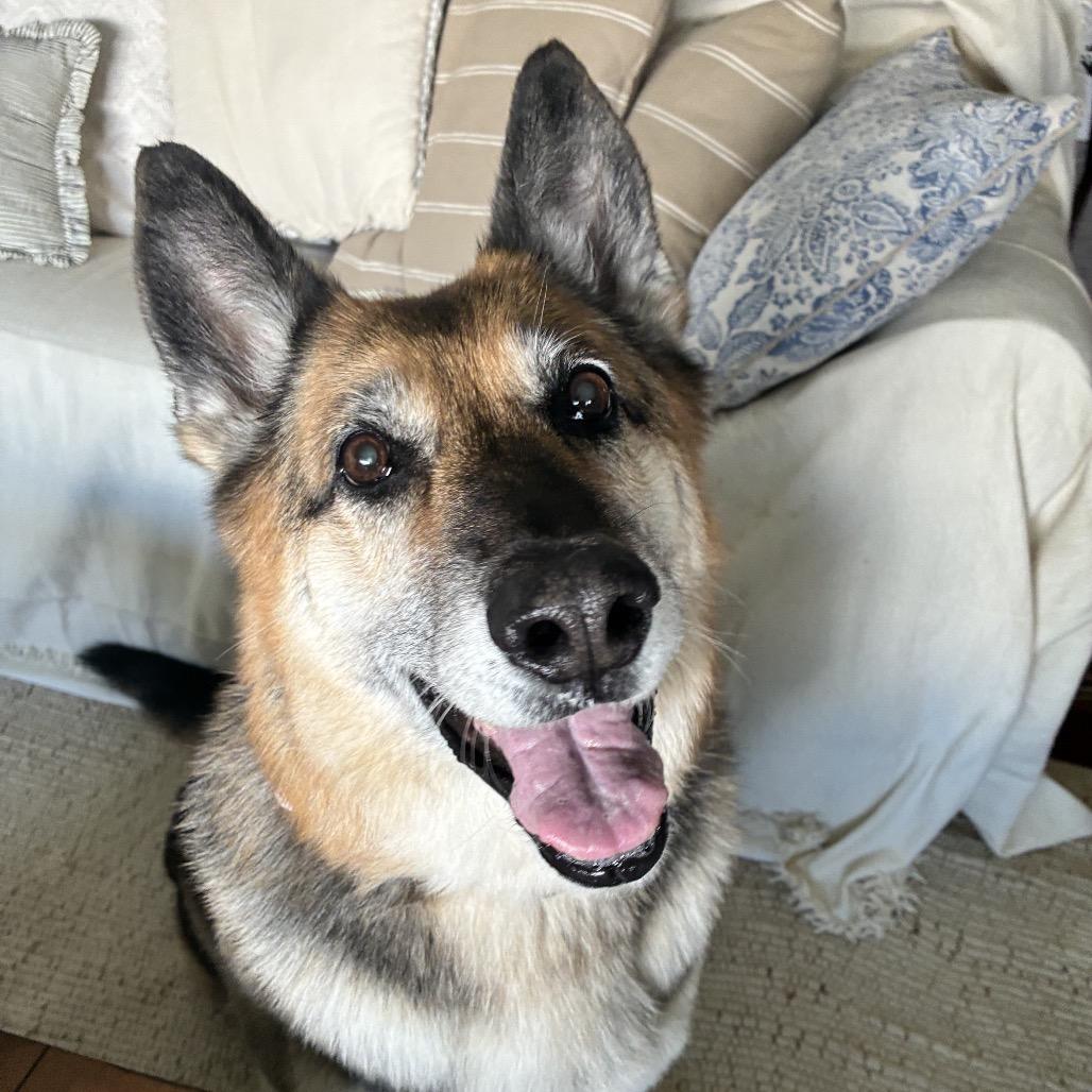 Enlarge Nila, a Adoptable German Shepherd Dog in Monroe, MI image 4/6