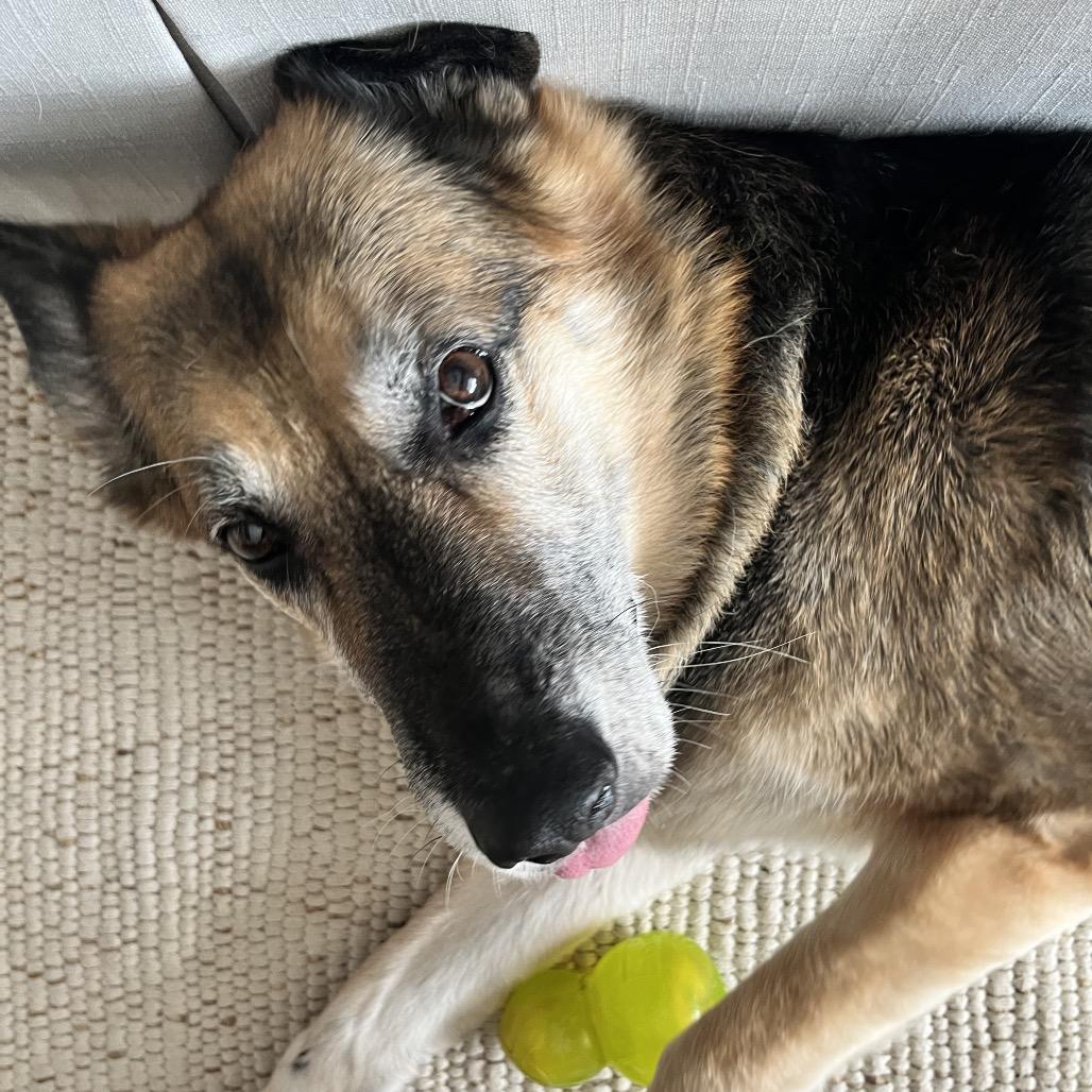 Enlarge Nila, a Adoptable German Shepherd Dog in Monroe, MI image 5/6