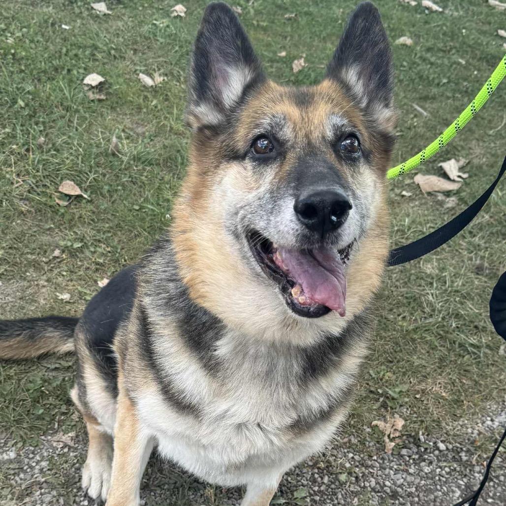 Enlarge Nila, a Adoptable German Shepherd Dog in Monroe, MI image 6/6