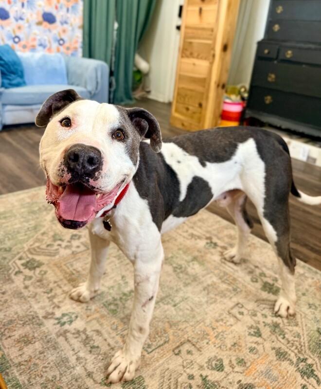 Georgie Smiles with the Best Smile Around Town — thumbnail 4