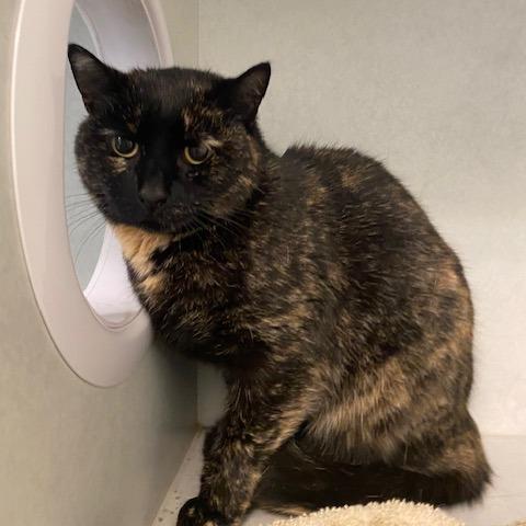 Windie, Adoptable, Senior Female Domestic Short Hair.