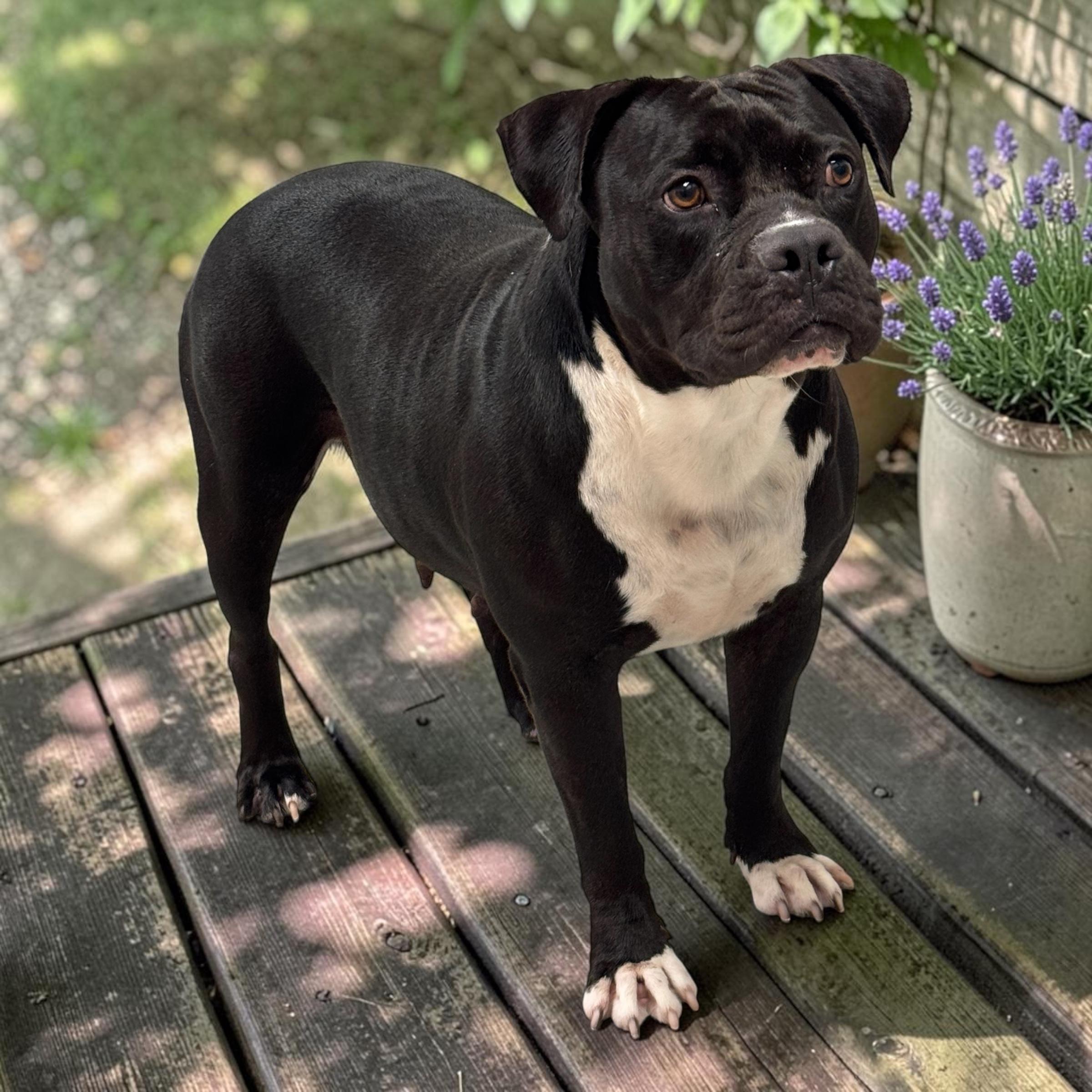 Enlarge Miley, a Adoptable mixed breed in Kenosha, WI image 4/4