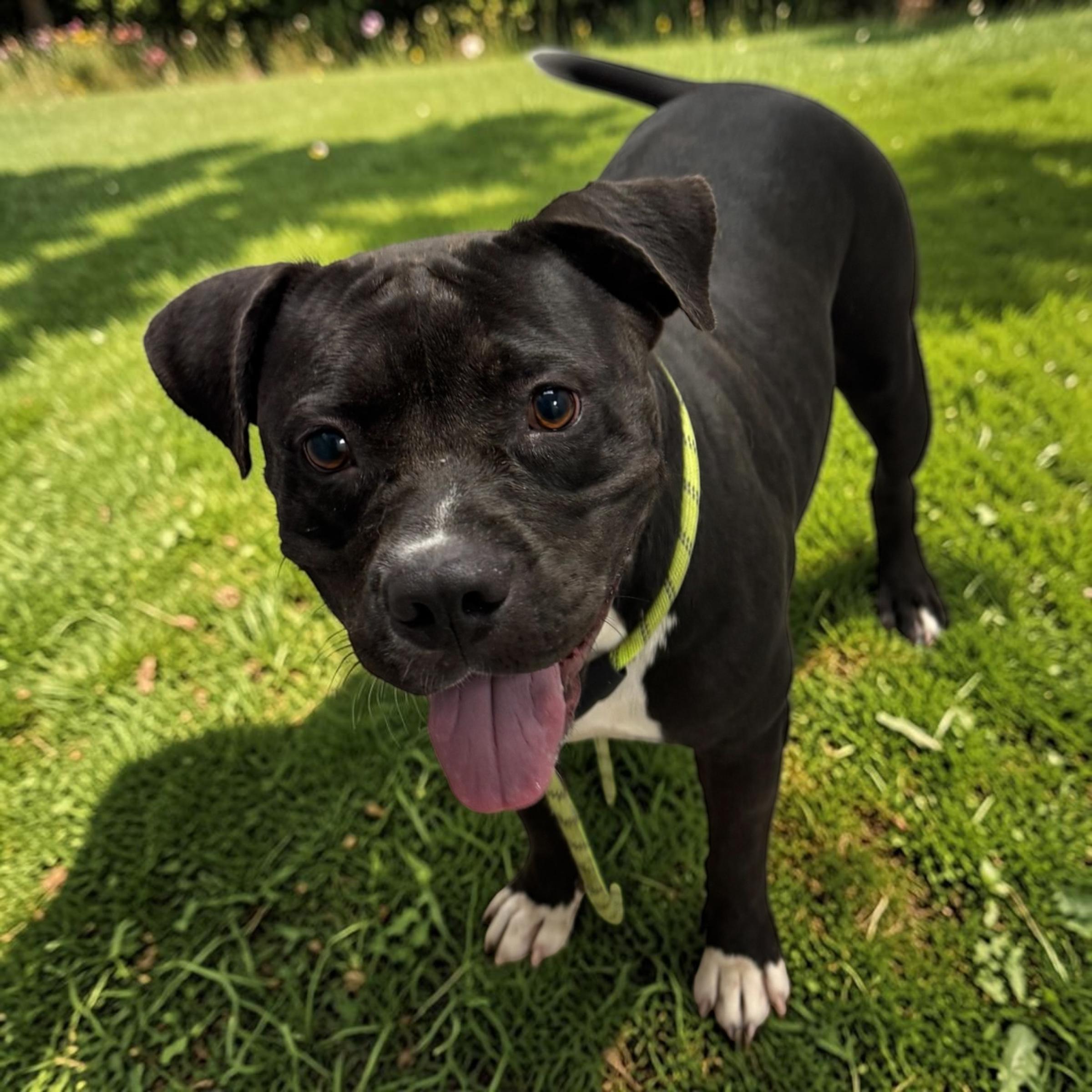 Enlarge Miley, a Adoptable mixed breed in Kenosha, WI image 3/4